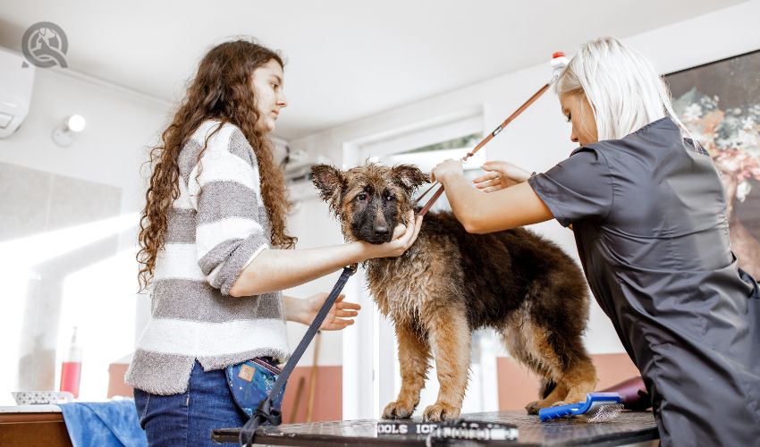 Dog groomer salary in-post image for article, groomer and owner tending to puppy getting groomed at salon
