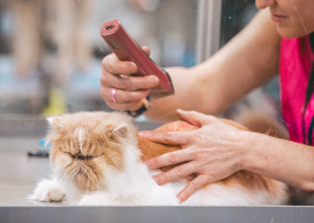 3 Tips for Becoming a Dog Groomer in 2021