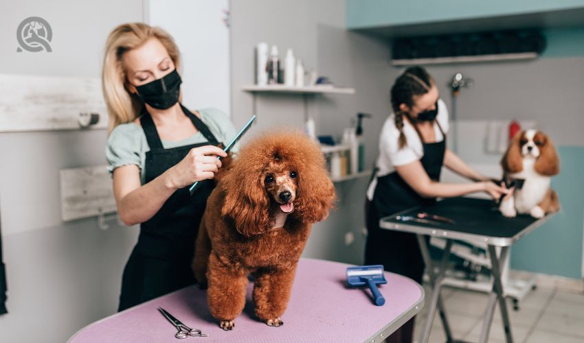 Two dog groomers working on dogs in professional salon
