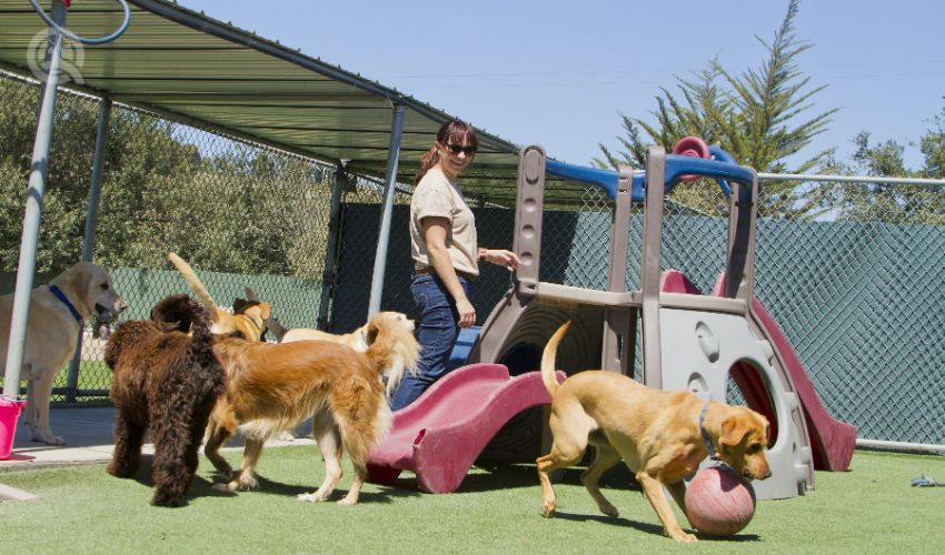 Pet business ideas article in-post image 3, doggy daycare
