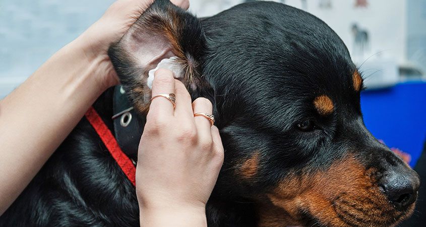How to Clean Dog Ears
